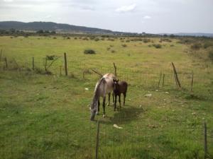 Elevage de Chevaux à El Tarf