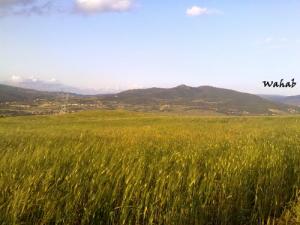 Les Champs de  blé sur la Route de Seliana