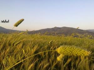 Champs de Blé dans la périphérie de Bouhadjar