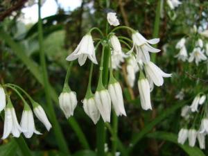 Fleur sauvages poussant dans la périphérie de  Bouhadjar