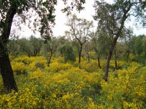 Forêt de Chênes Liège à El Kala