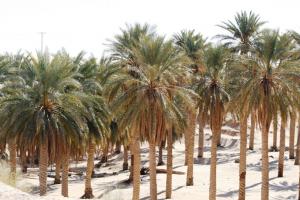 صورة لغوط واد سوف