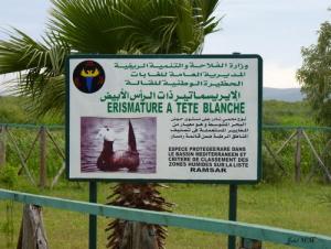 Informations sur  l'Erismature à tête blanche