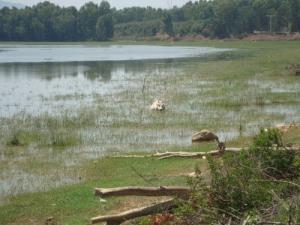 Lac Oubeira (Wilaya d'El Taref)