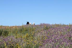 Prairies Fleuries de Taref au Printemps