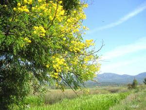 VERDURE DU LAC TONGA