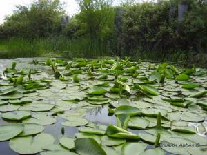 Les Nénuphars du Lac du Tonga