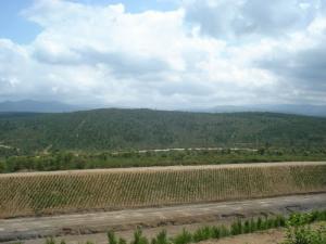 Régénération du parc d'El Kala