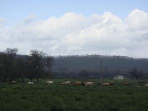 Elevage Bovin - EL Tarf