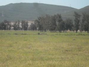 Les Vertes Prairies d'El Kala