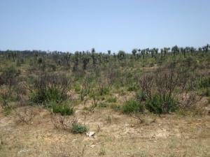 Réimplantation de la Forêt d'El Kala