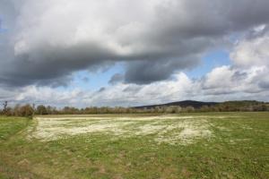 Fleurs Sauvages poussant dans les Vertes Prairies d'El Taref