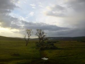 Verdure de Taref au Printemps