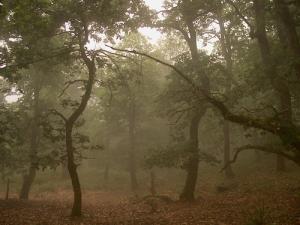 Brouillard sur La Forêt d'El Taref
