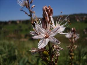 Fleur de  L'asphodèle  (Commune de Bouhadjar)