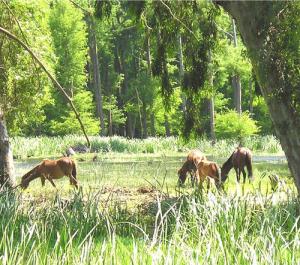Chevaux Libres dans la forêt du Lac Tonga