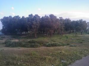 Une Forêt d'El Taref