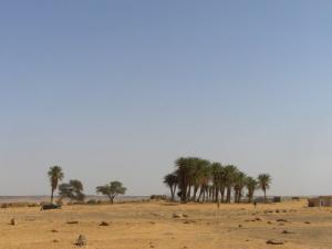 Palmeraie de Ain Beida près du camp de réfugiés Sahraouis