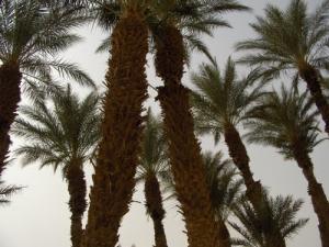 Palmeraies de Aïn Beida