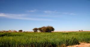 Une Oasis dans la périphérie de Tindouf