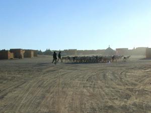 Elevage Caprin à Smara