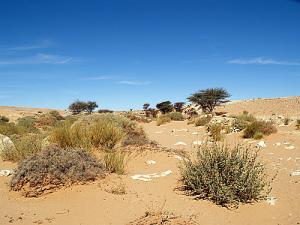 La Flore aux abords de Tindouf