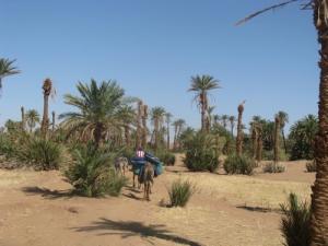 Palmeraie de Tindouf
