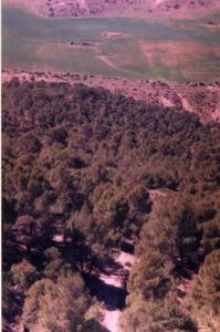 Les Forêts de Tissemsilt