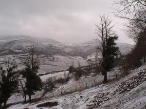 La Forêt de Tissemsilt sous la Neige