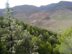 Les vertes Forêts de Tissemsilt