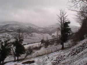 Neige sur la Forêt de Bordj El Emir Abdelkader (ex Trolard-Taza)