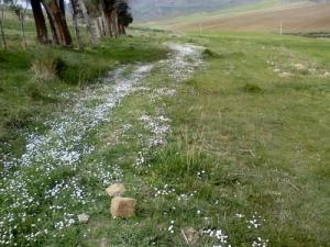 Les Fleurs Sauvages de Taza