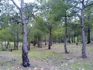 Forêt de Pins d'Alep à Tissemsilt