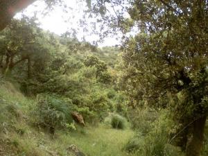 Verdure de la Forêt de Taza