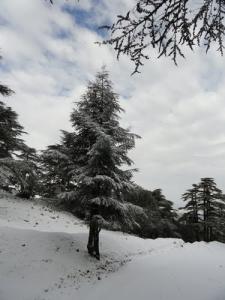 La Forêt de Sapins de Tissemsilt