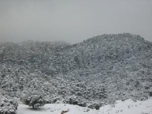 Neige sur la Forêt de Theniet