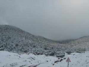 Neige sur la Forêt de Theniet