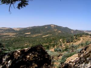 Vue sur la Forêt de Theniet El Had