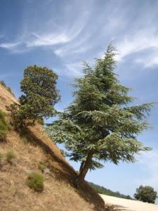 CEDRE DE THENIET EL HAD