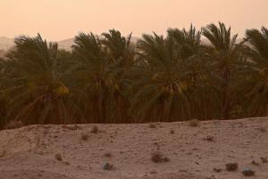 Palmeraie d'El Oued