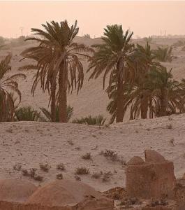 Plantation de Palmier à El Oued