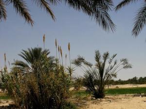 Verdure d'une Oasis d'El Oued