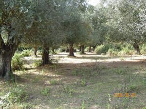 Champ d'Oliviers à El Oued