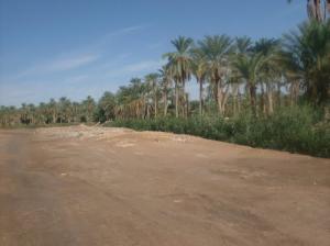 Une Palmeraie de Sidi Khellil