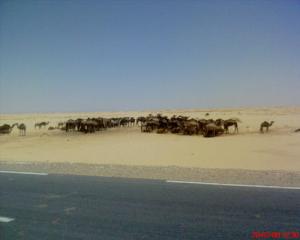 Troupeau de Chameaux à El Oued