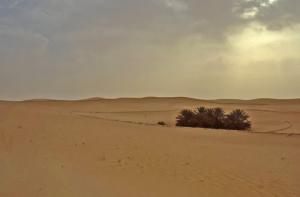 Une Palmeraie aux environs de  El Oued