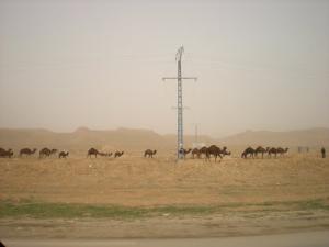 DROMADAIRES - LE SAHARA - EL-OUED