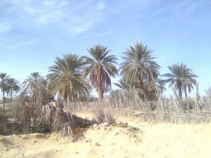 Une Palmeraie d'El Oued