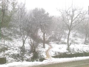 غابات منطقة  تامريجت