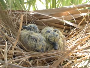 Nid de Pigeons  Hamam Beri